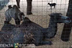 Пензенцев приглашают на онлайн-прогулку по зоопарку
