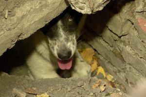 Пензенцы сообщают о медленно умирающей в ужасной ловушке собаке