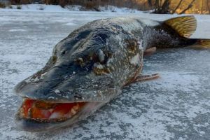 «Вот это торпеда». В Пензенской области рыбаки выудили «подводного монстра»