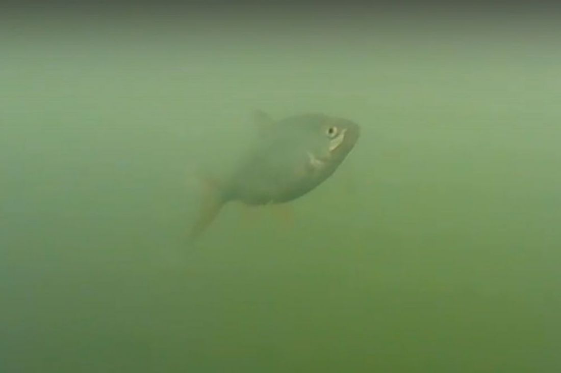 Пензенский рыбак снял на видео подводный мир Сурского водохранилища