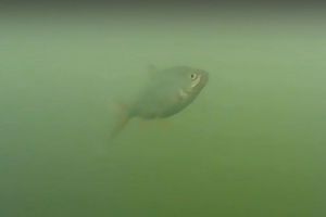 Пензенский рыбак снял на видео подводный мир Сурского водохранилища