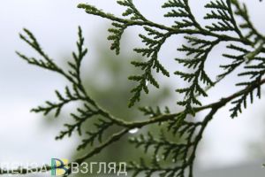 На европейскую часть России надвигается мощное потепление