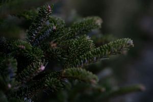 Жителя Пензы шокировала цена хвойного дерева на елочном базаре. Фото