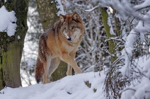 Охота на волков, новые случаи ковида и неприятные эффекты при вакцинации: новости за 20 января
