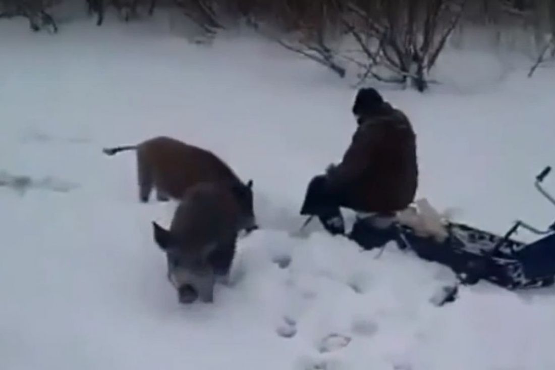 К любителям зимней рыбалки пришли кабаны-рэкетиры. Видео