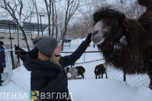 Пензенский зоопарк: жизнь во время пандемии, новые обитатели и планы на юбилей