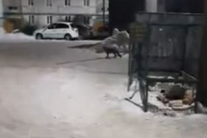 Житель Пензенской области встретил около мусорки неожиданного гостя