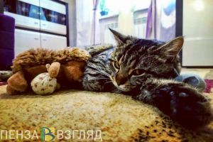 В однокомнатной квартире разрешат иметь одну собаку, пару кошек или много хомячков