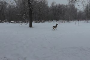 Дикое животное, 32-градусный мороз и удар электрошокером: новости Пензенской области