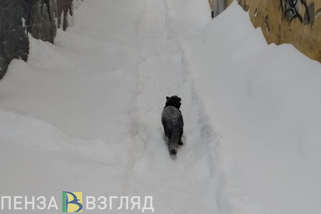 «Глушитель отвалится». Пензенец пожаловался на нечищеный за зиму снег