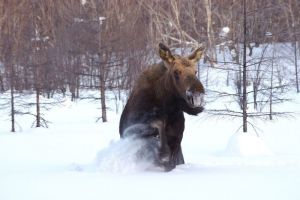 В Заречном две маленькие девочки устроили погоню за лосями. Видео