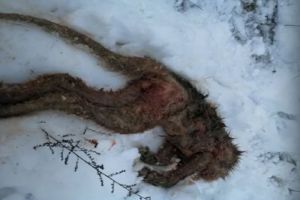 В Терновской убили чупакабру