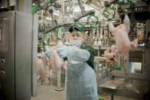 Пензенские птицеводы могут получить новые виды господдержки