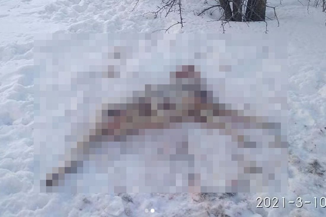 Около детсада в Пензенской области увидели мертвую косулю. Названа возможная причина смерти животного