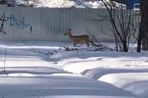 В Пензенской области косуля прогулялась по городу и поиграла с собакой. Видео