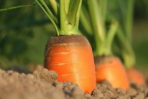С начала года по росту цен лидируют морковь и картофель