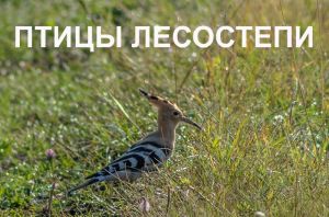 Пензенцев через фотографии познакомят с птицами лесостепи