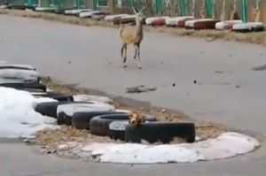 «Это наш Бэмби». Зареченцы сняли гуляющую в городе косулю