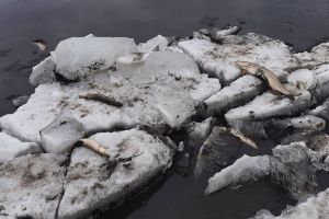 «Запах непередаваемый». На пруду в Пензенской области обнаружены пласты мертвой рыбы. Видео