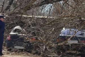 «Ужас». В Кузнецке рухнувшее дерево изуродовало машины