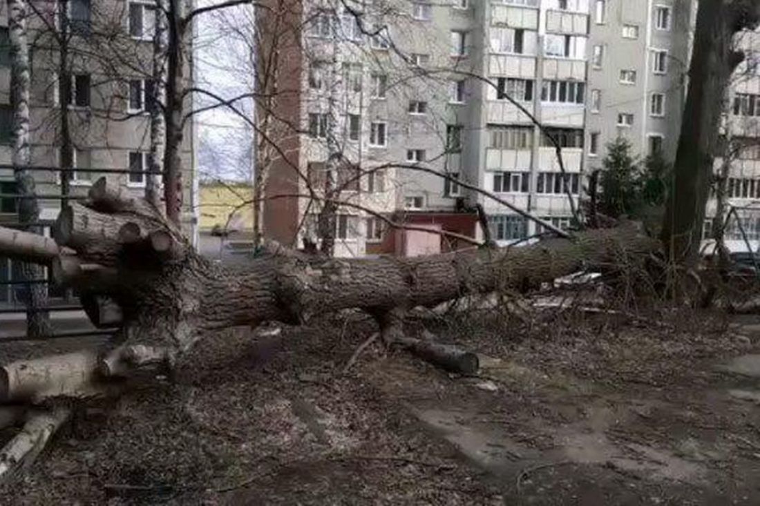 На проспекте Победы в Пензе в поваленных деревьях гнездуются мыши и крысы