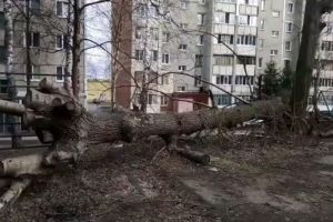 На проспекте Победы в Пензе в поваленных деревьях гнездуются мыши и крысы