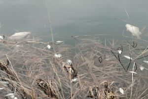 Рыбаки рассказали еще про один водоем с дохлой рыбой под Пензой