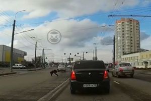«Чуть на тот свет не ушел». В Пензе водитель на высокой скорости зацепил пешехода. Видео