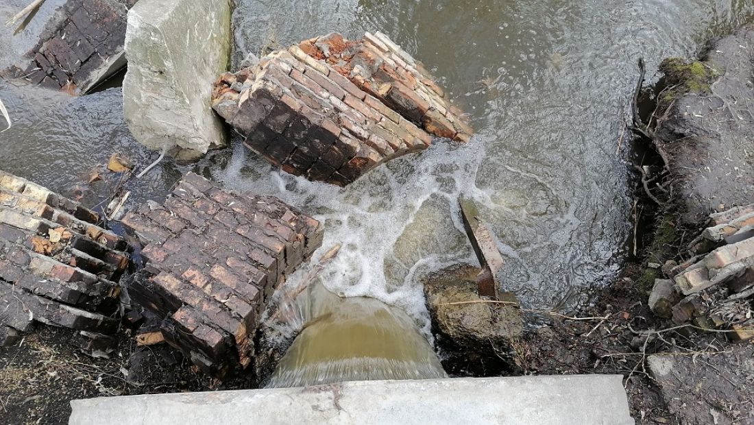 «Кругом дохлая рыба». Пользователи рассказали о пруде в селе Чертково