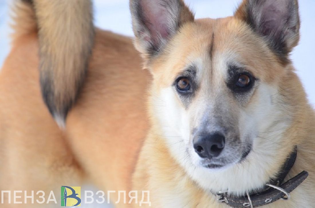 Жители села Верхозим жалуются на бродячих собак