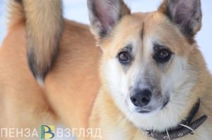 Жители села Верхозим жалуются на бродячих собак