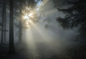Законопроект о лесных династиях одобрен Советом Федерации
