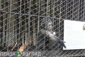 Пензенцы смогут ночью посмотреть на животных в зоопарке