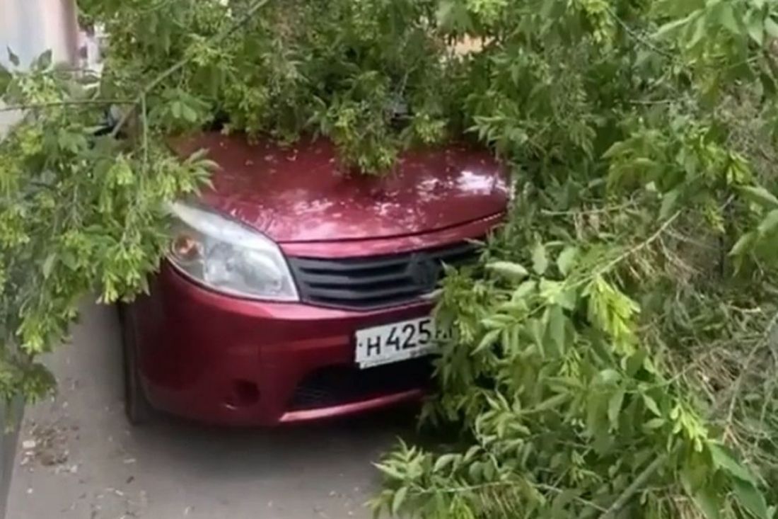 Соцсети: в Пензе на автомобили упало поваленное ветром дерево