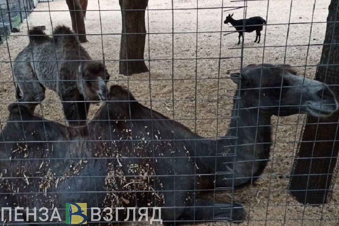 Пензенцев приглашают на показательное кормление верблюдов