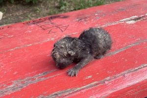 В Пензенской области неизвестные заживо закопали котенка в песок