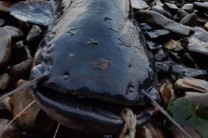 Пензенец поймал на Сурском море монстра весом 64 килограмма