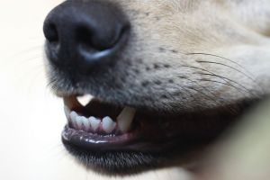 Жители пензенского Маяка боятся стаи бродячих собак