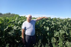 В Мокшане обследовали посевы озимых, яровых, зерновых культур и подсолнечника