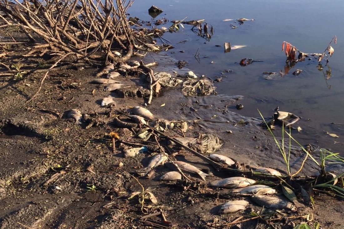 Пензенские рыбаки сообщили о жутких ароматах и «страшном заморе» на водоеме