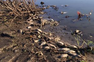 Пензенские рыбаки сообщили о жутких ароматах и «страшном заморе» на водоеме
