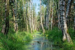 Соцсети: для мытья посуды жители Пензы добывают воду из болота