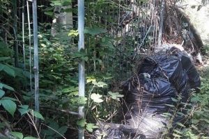 На пензенском кладбище могилы завалены мусором и деревьями