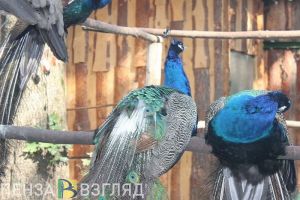 Пензенский зоопарк приглашает горожан отпраздновать День знаний