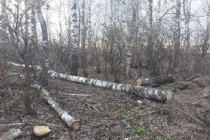 В парке райцентра Пензенской области незаконно вырубили деревья