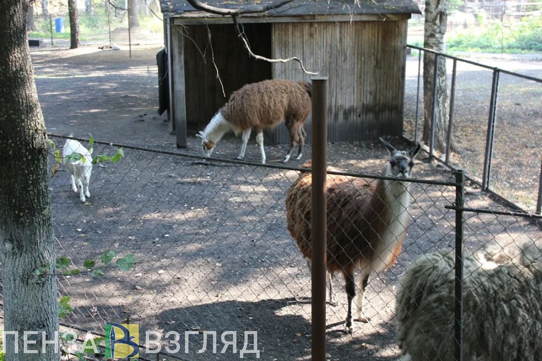 Пензенцев предупредили об изменении режима работы зоопарка