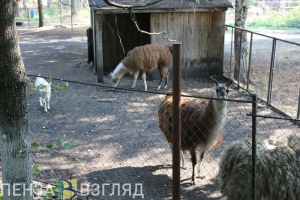 Пензенцев предупредили об изменении режима работы зоопарка