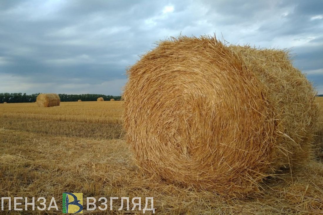 Пензенские аграрии снова в передовиках Минсельхоза России