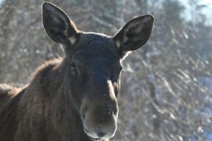 Соцсети: в Пензенской области ночью сбили лосиху