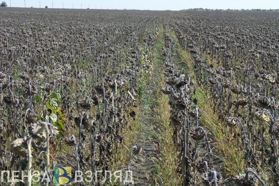 В минсельхозе Пензенской области рассказали, сколько собрано кукурузы, свеклы и подсолнечника